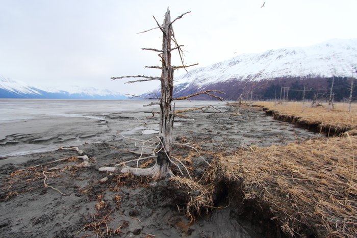 This tree grows out of a soil that was buried when the land subsided during the 1964 earthquake.  Recent erosion has re-exposed this soil surface along this shore near Girdwood.