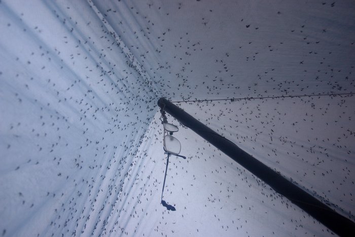 Mosquitos inside our tarp