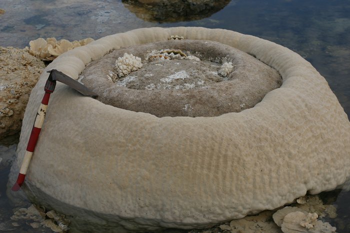 The 28 March 2005 Nias Earthquake was the third earthquake that lifted this coral out of the water, killing the upper part while leaving the lower part alive.  In time, the land will subside again, and a fourth ring of coral will grow up the sides of this dome.