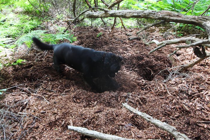 A dog's never-ending, never-successful attempts to dig squirrels from their holes