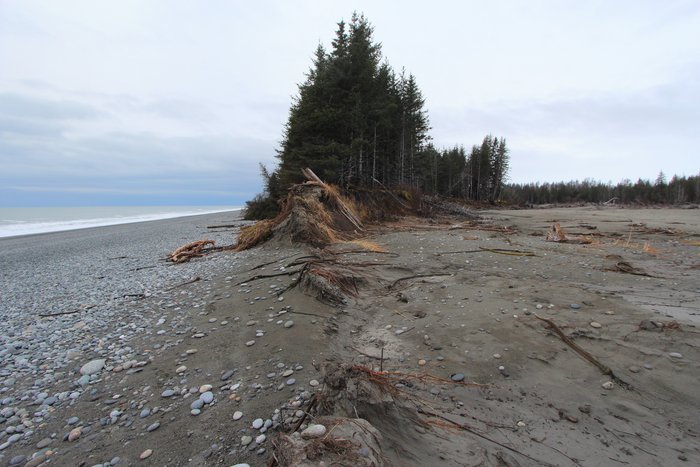 This narrow fringe of  trees is losing large chunks to every major storm.  <a href="http://www.groundtruthtrekking.org/Essays/Global-warming-coastal-erosion-malaspina-glacier.html">Global warming is leading to rapid coastal erosion</a> on this coast near Malaspina Glacier..