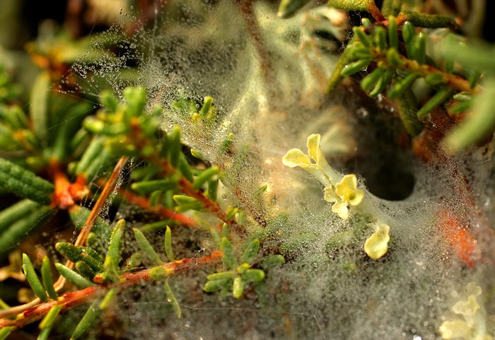 A tiny spider web hugs the tundra, coated with a fine mist. Mineral deposit area.
