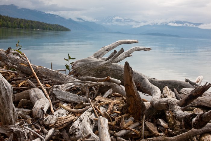 Driftwood overlooking the lake