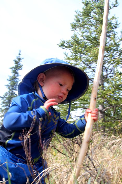 15 month old Katmai takes off with the walking stick, exploring the area around the proposed <a href="http://www.groundtruthtrekking.org/Issues/AlaskaCoal/ChuitnaCoalMine.html">Chuitna Coal Mine</a>.