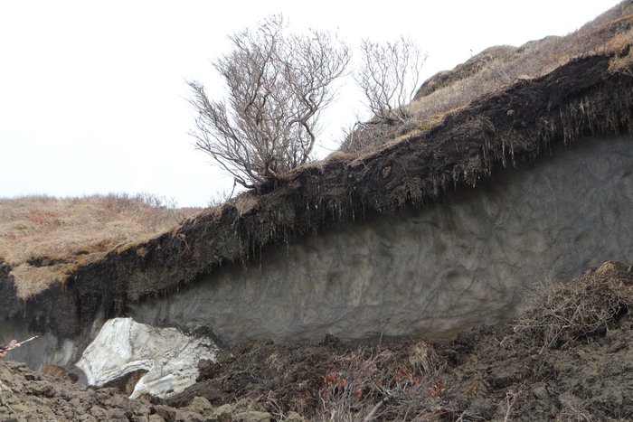 The upper meter of soil thaws each summer in this area just north of the Arctic Circle on the Seward Peninsula.  Beneath that is permafrost, extending downward for hundreds of meters.