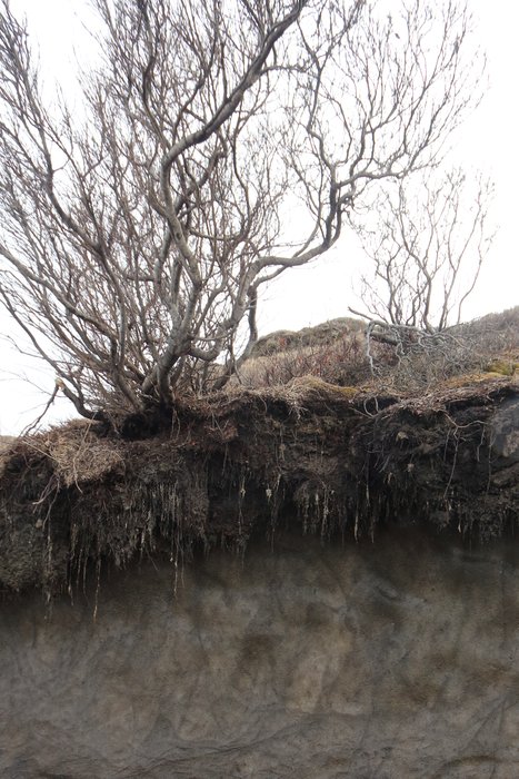 This willow grows in the layer of soil that thaws every summer - beneath that is permafrost.