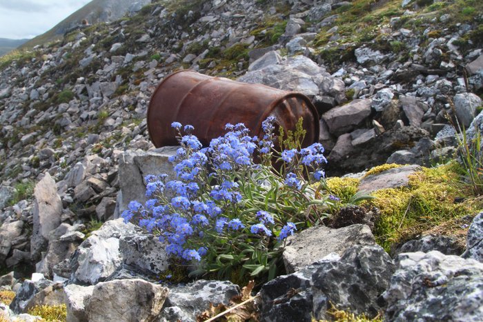 Here thriving on a barren north-facing rocky slope in the arctic, the Alaska State Flower is renowned for its rugged survivability, as well as its beauty.