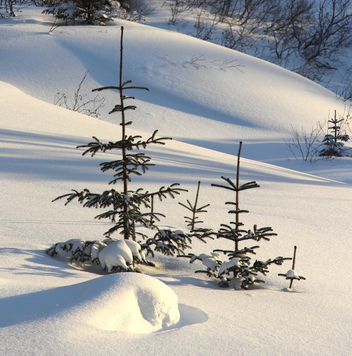 The snow piles deeper and and deeper around the spruce trees, turning them into cute miniature Christmas trees. 