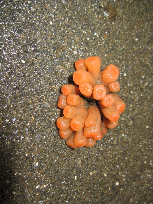 Orange tubes tunicate