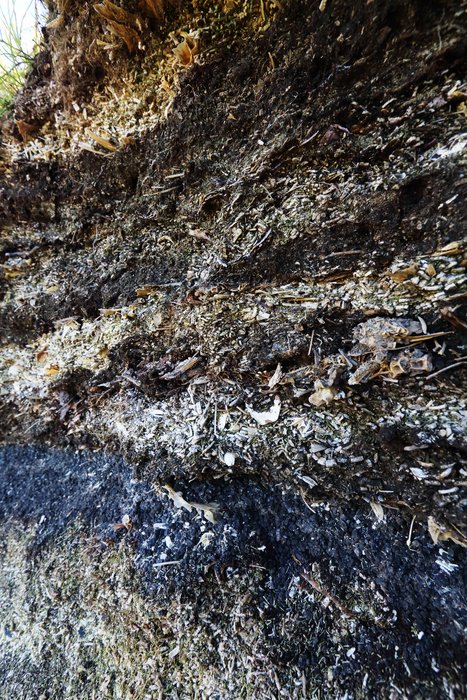 A midden composed mostly of fish bones and urchin shells, shows a long history of occupation on Umnak Island, interrupted by one significant volcanic island that left a cinder layer through the middle.