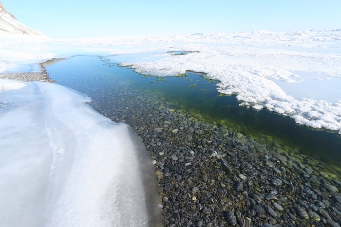 Water slightly warmer than freezing rises out of this beach, keeping it open even in zero-degree winter temperatures.  Green algae takes advantage of the light and relative warmth to grow into a stringy mass beneath the edge of the ice.