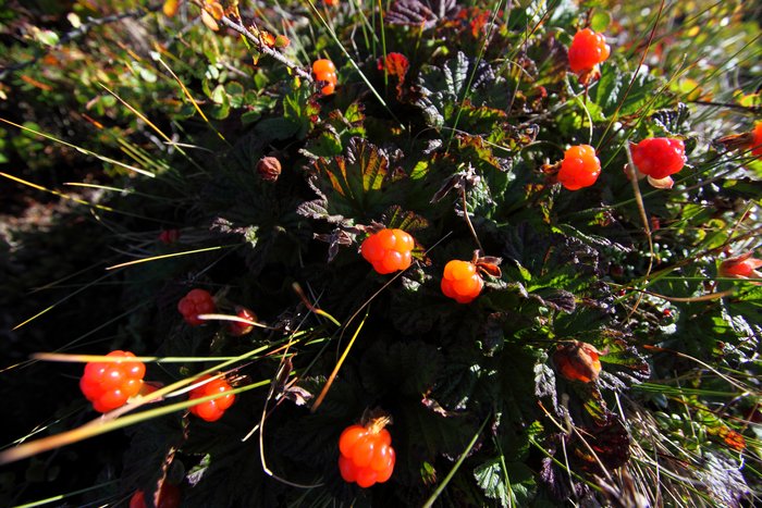 Photos of berries from our 2010 arctic trip