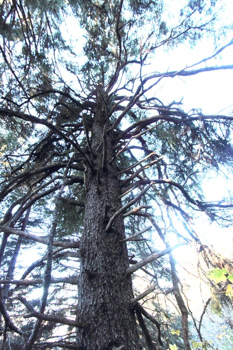 A tree with large branches.