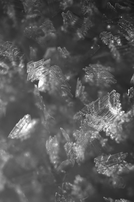 Low angle sun illuminates large frost crystals.