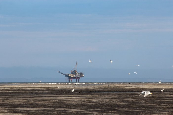 Seagulls fly on the Trading Bay flats, oil rig in background