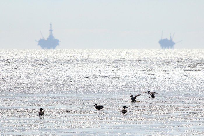 Ducks in shallow water at trading bay, near oil rigs.