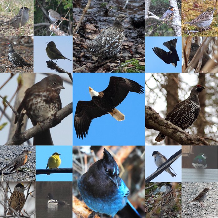 A collage of sightings from mid-May, within 1/4 mile of the yurt