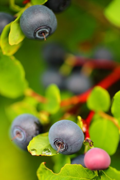 It's a good year for blueberries in Seldovia.