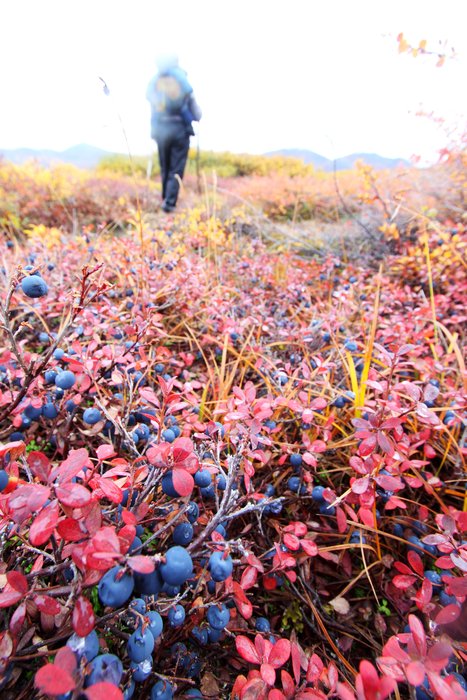Blueberries dripping from brilliantly colored bushes covered the entire landscape.