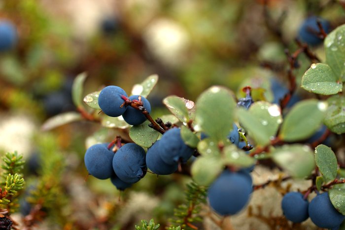 A luscious crop of blueberries coats the tundra. Hills above Frying Pan Lake.