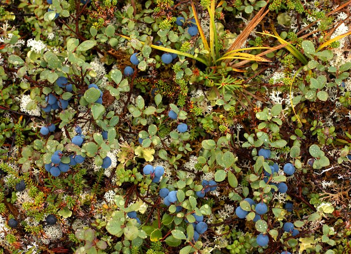 Ripe blueberries coat the tundra throughout much of the mine area. Hills above Frying Pan Lake.
