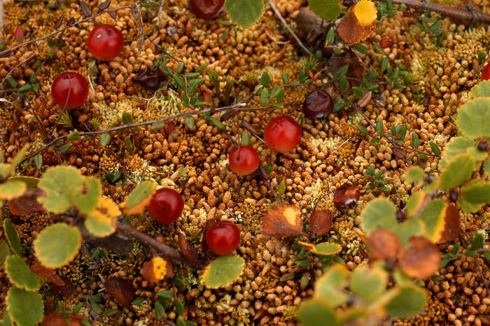 Bog cranberries resting on a bed of sphagnum moss, framed by dwarf birch. South of Upper Talarik creek, near the proposed mine pit.