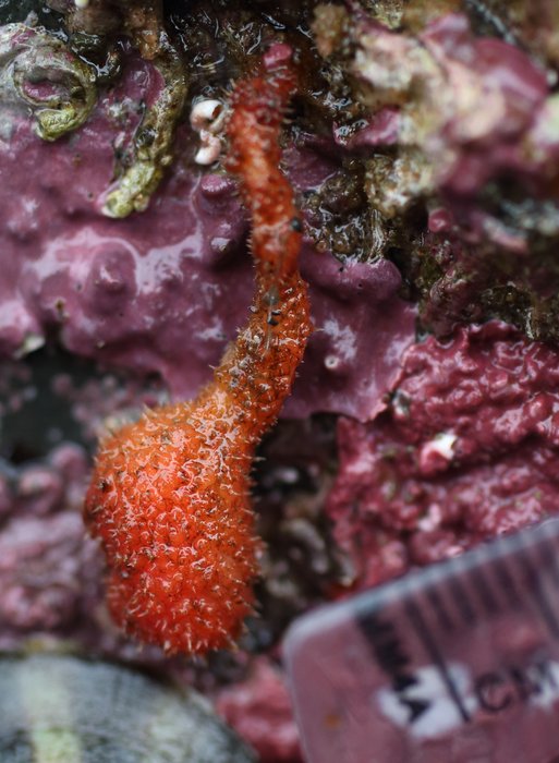 Stalked hairy tunicate