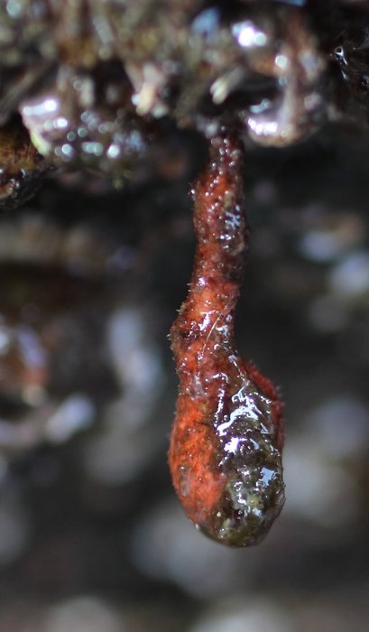 Stalked hairy tunicate