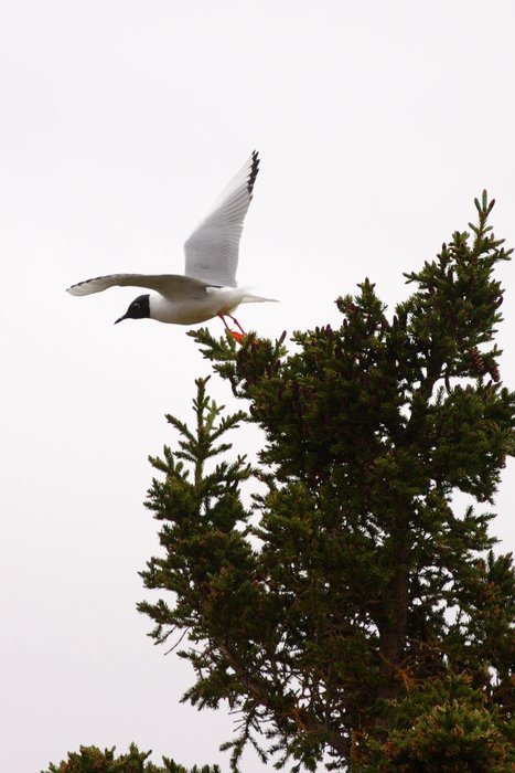 Bonaparte's gull taking off from the top of a spruce, above the Mulchatna River. 