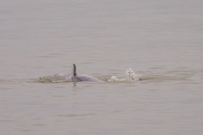 Beluga in Kvichak Bay, part of 100+ pod.