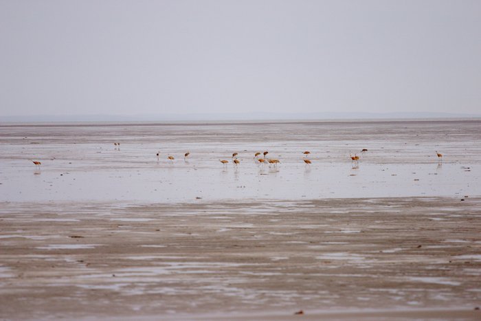 Sandhill cranes feeding in the Bristol Bay mud flats at low tide.