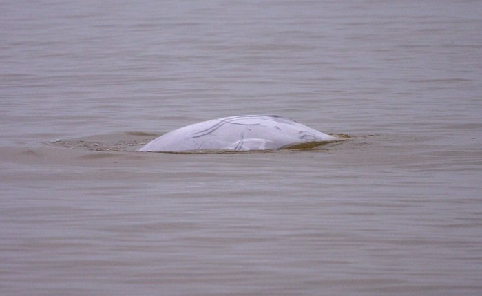 Beluga surfacing near the mouth of Kvichak Bay.