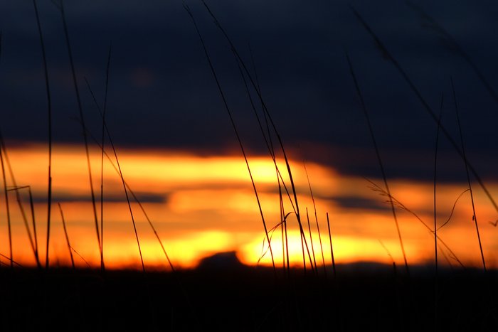 Sunset sky behind grass on the bluffs.