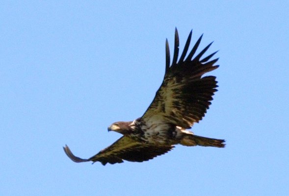 Eagle soaring over Bristol Bay.