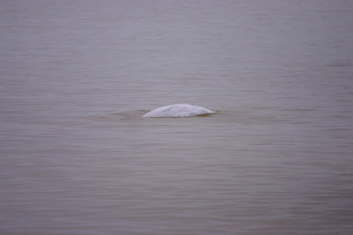 Beluga surfacing near the mouth of Kvichak Bay. 