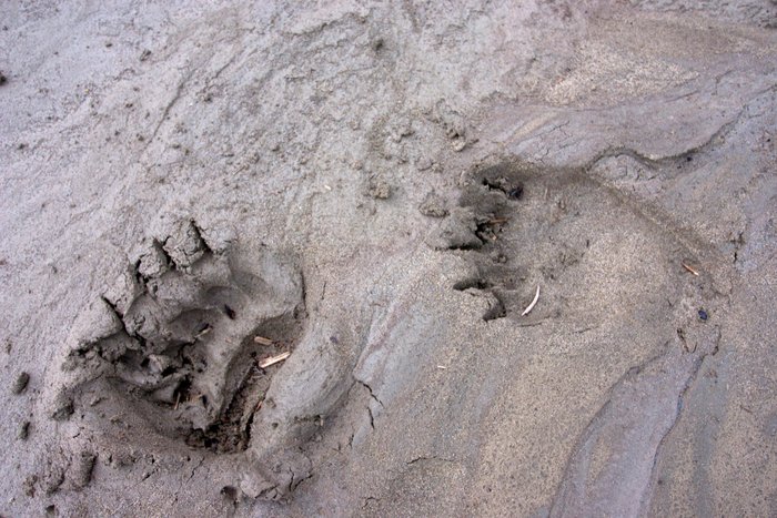 Bear tracks on the mud on the Bristol Bay coast.