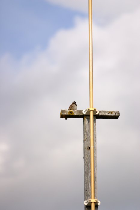 Bird on a pole in Ekuk.