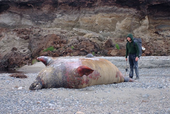 Tom checking out a dead walrus washed up on the shore.