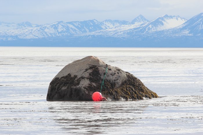 A set net buoy attached to a boulder in the mudflats near Kustatan