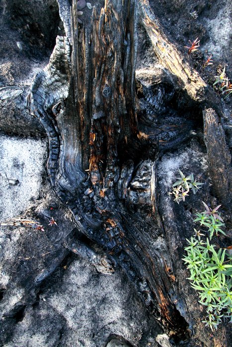 This stump was dead when the fire started, and the dry parts burned away.