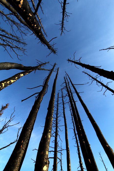 A recent wildfire tore through these black spruce, burning off branches and blackening bark.