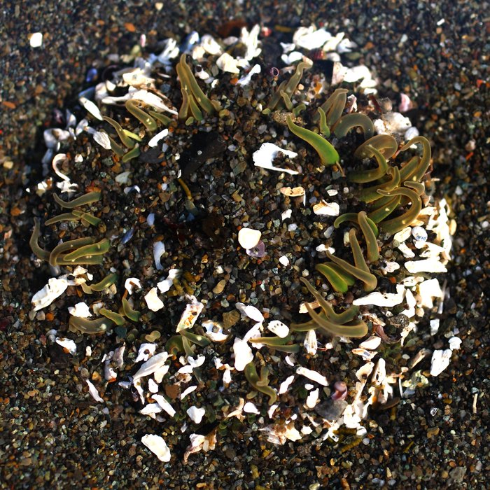 Tentacles decorated by bits of shell. Outside Beach, April 2011, Kachemak Bay