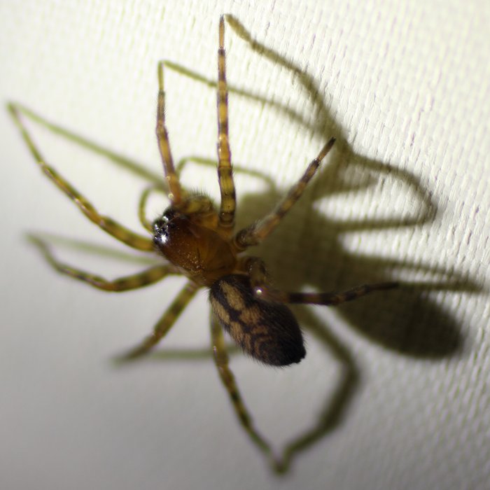 This spider was crawling across our ceiling.  I photographed it holding the camera in one hand, a headlamp in the other, balanced on my desk.