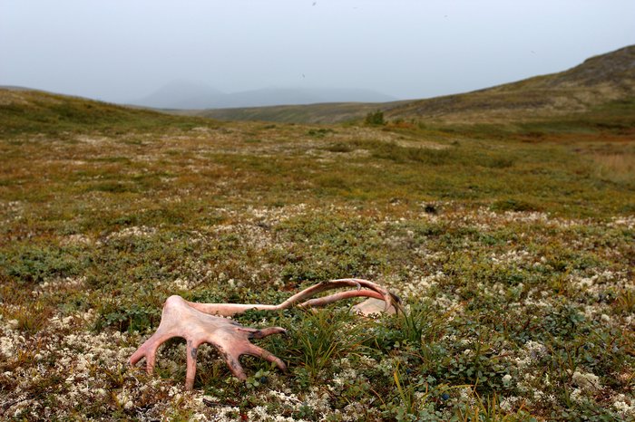 A caribou antler, weathered pink, lays on a bed of reindeer moss and blueberries.