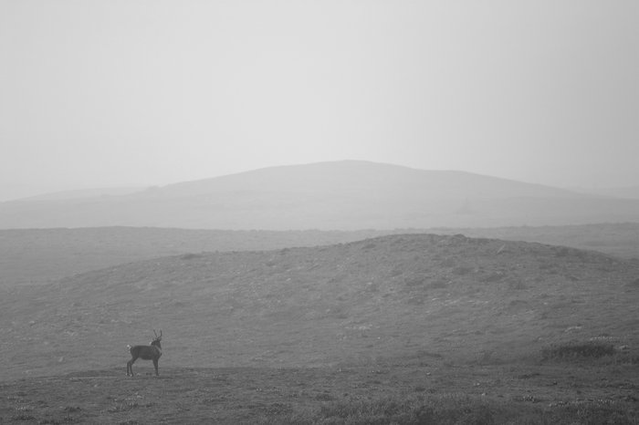Finding my way back from the mine area in the smoke haze, I came across this caribou on the south flanks of Groundhog mountain.