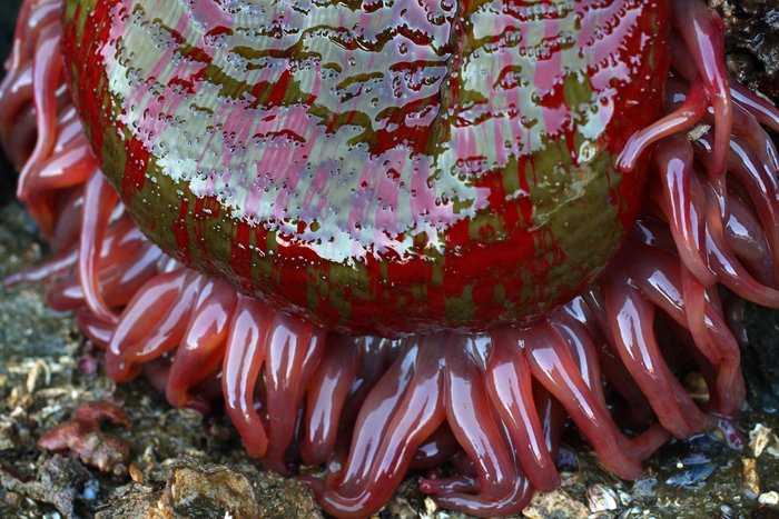 At a low low tide, the anemones hung pendulous from the rocks, tentacles drooping on the ground