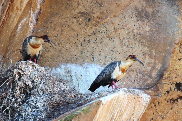 Along Lake Titicaca and the Deseguadero River, we twice saw these birds, each time occupying prime overhangs on cliffs.