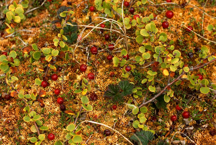 Bog cranberry, dwarf birch, and sphagnum moss create a colorful tapestry on the ground. Near Upper Talarik Creek.