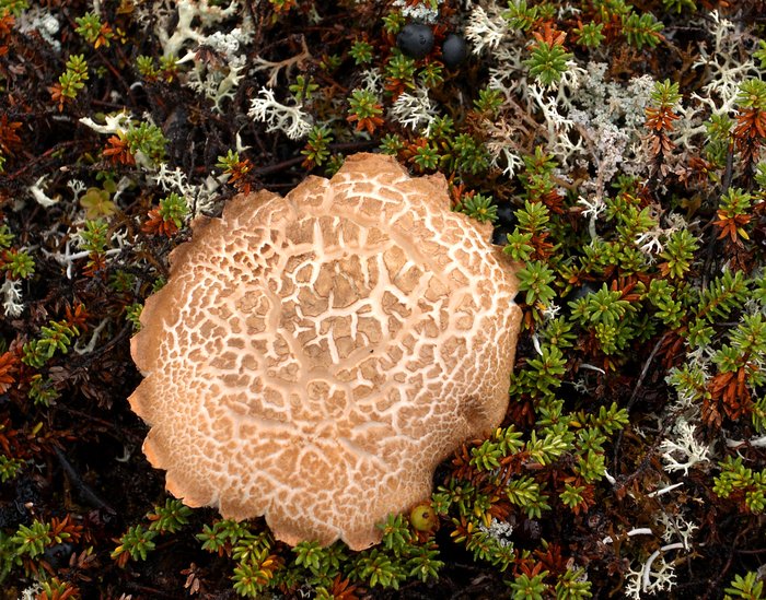 Mushrooms were common on the tundra, mostly bolitas, and were usually cracked on the surface, probably from recent dry weather.