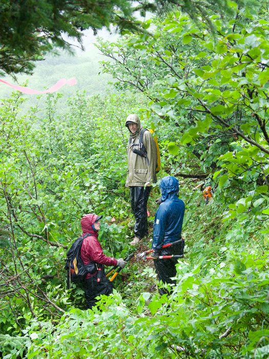 Trail crew work to cut through thick alder.